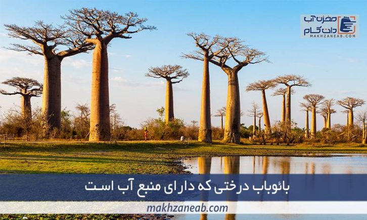 درخت بائوباب منبع آب طبیعی
